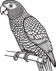 Fototapeta premium Engraved Tropical Parrot Bird Illustration