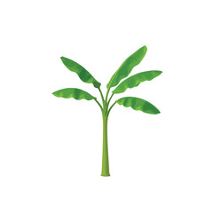 A young banana tree with lush green leaves isolated on white