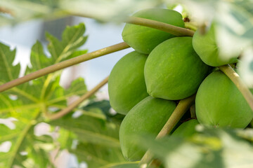 green apples on tree
