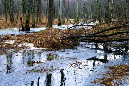sceneria bagienna, zimowy krajobraz, zamarźnięty brzeg, 