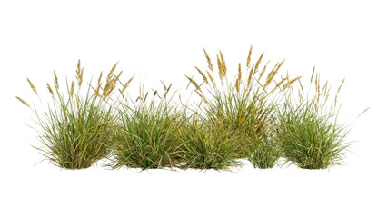 Golden pampas grass flourishes, adding texture and movement to landscape designs, perfect for adding natural charm to outdoor scenes or tranquil garden visuals