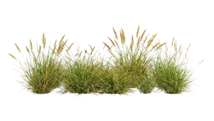 Golden pampas grass flourishes, adding texture and movement to landscape designs, perfect for adding natural charm to outdoor scenes or tranquil garden visuals