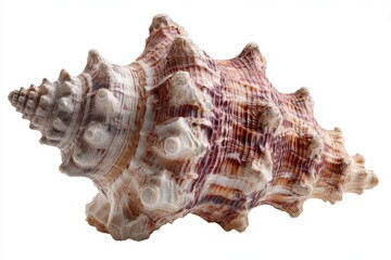 Detailed Close-Up of a Beautiful Isolated Seashell on a White Background Showcasing Intricate Patterns and Textures