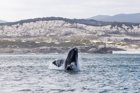 Southern Right Whale Breach Cape Town South Africa Gansbaai