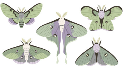 Beautiful set of illustrated green and purple luna moths and other moth species with detailed wings, isolated on a white background.