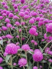 pink and purple flowers