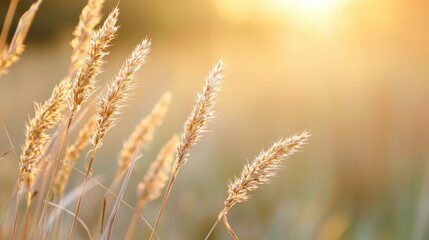 Golden grasses sway gently in the sunlight, capturing the warmth of a serene evening.