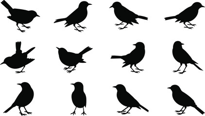 Bird silhouettes in various postures — black vector set of flying, perched, and standing birds on white background for illustration use