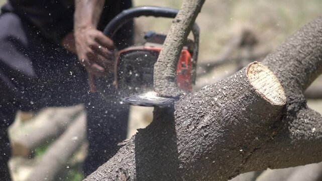 A person uses a chainsaw to cut a tree branch with sawdust flying as the saw cuts through the wood outdoors in daylight