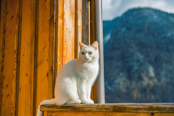 A fluffy white cat sits on a rustic wooden railing, enjoys the view from a wooden balcony overlooking Lake Hallstatt and the massive, cloudy, snow-dusted mountains.