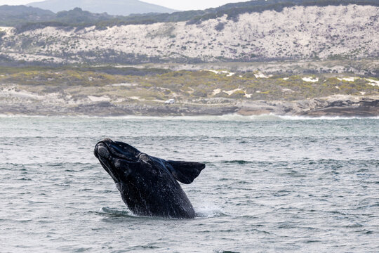 Southern Right Whale Breach Cape Town South Africa Gansbaai