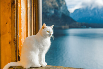 A fluffy white cat sits on a rustic wooden railing, enjoys the view from a wooden balcony overlooking Lake Hallstatt and the massive, cloudy, snow-dusted mountains.