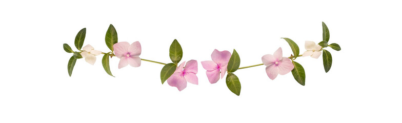 Delicate pink hydrangea garland with green leaves isolated on a transparent background, perfect for design, decor, and creative projects.
