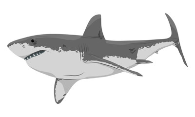Fototapeta premium Great White Shark or Carcharodon carcharias. Realistic vector marine cartilaginous fish.