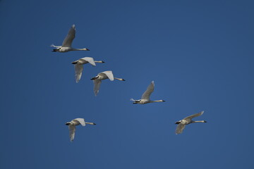 Obraz premium swans in flight, winter, nature, wildlife, season, Canada, Alberta