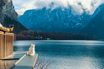 A tourist taking photo of the fluffy white cat sits serenely on a viewing platform overlooking the Hallstatt Lake. Dramatic, snow-dusted mountains form a stunning blue backdrop.