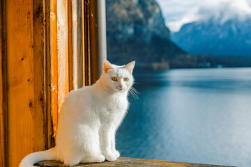 A fluffy white cat sits on a rustic wooden railing, enjoys the view from a wooden balcony overlooking Lake Hallstatt and the massive, cloudy, snow-dusted mountains.
