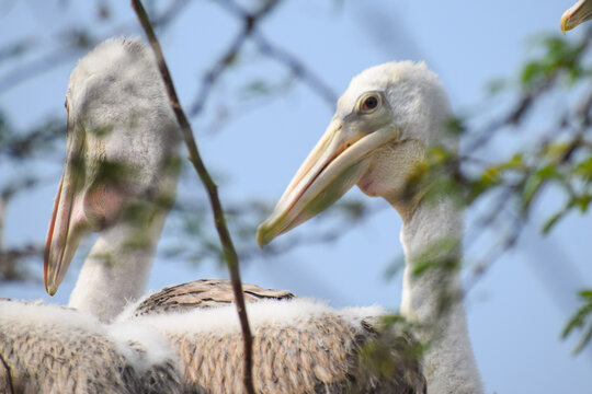 Brown Pelican resting on the branch. Great white pelican, Pelecanus occidentalis.