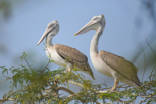 Brown Pelican resting on the branch. Great white pelican, Pelecanus occidentalis. - Powered by Adobe