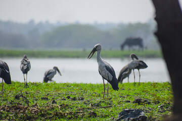 Fototapeta premium Group of Asian openbill or Asian openbill storks in their natural habitat. Anastomus oscitans, a large wading bird in the stork family.