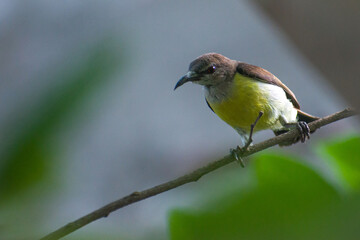 Close-up of a Olive-backed Sunbird. Garden sunbird, Cinnyris jugularis.