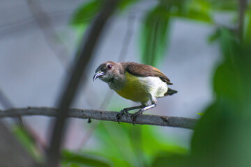 Close-up of a Olive-backed Sunbird. Garden sunbird, Cinnyris jugularis.