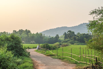 Beautiful paddy field. Stunning greenery and nature landscape of rice cultivation.
