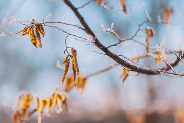 Winter Frost on Tree Branch with Dried Leaves