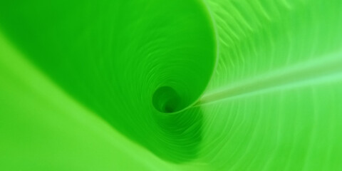 young banana leaves with spirals in them. Vibrant Green Leaf Unfurling Abstract