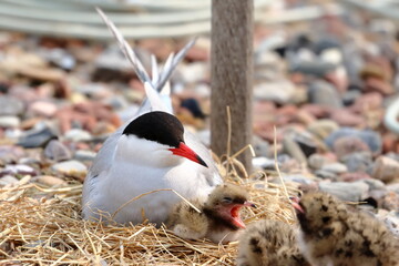 common tern chick