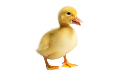 Cute yellow duckling portrait isolated PNG with Transparent Background