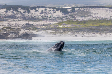 Obraz premium Southern Right Whale Breach Cape Town South Africa Gansbaai