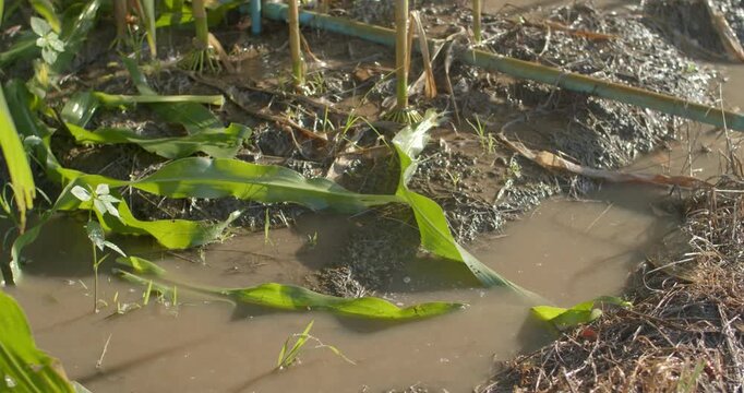 Water flowing through the field after irrigation, showing poor soil absorption that leads to waterlogging and runoff between the crop rows.