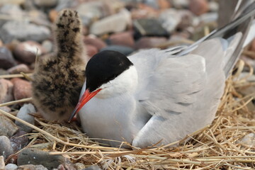 common tern chick
