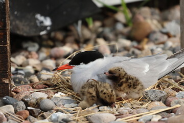 common tern chick