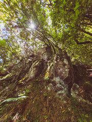A ray of sunlight breaks through the dense forest above the rocky slope.
