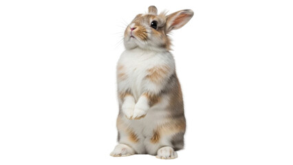 Obraz premium Adorable rabbit standing on hind legs isolated PNG with Transparent Background