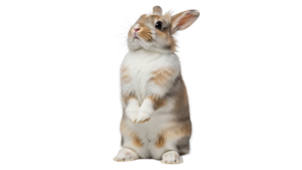 Adorable rabbit standing on hind legs isolated PNG with Transparent Background