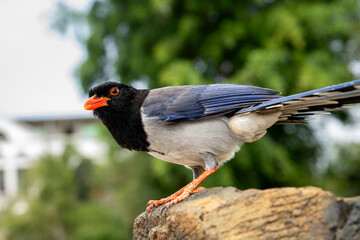 Ring-necked finch