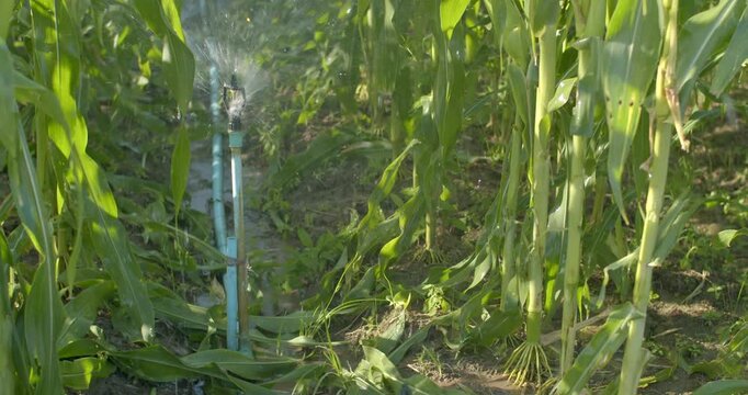 A sprinkler watering tall, fully grown corn plants, with dense leaves blocking the spray and reducing the irrigation reach through the row.