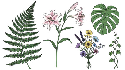High-quality colorful black outline art of plants and flowers, including fern leaf, monstera, lily, wildflower bouquet, and curling vine, detailed minimal line illustrations on white background © Narmada