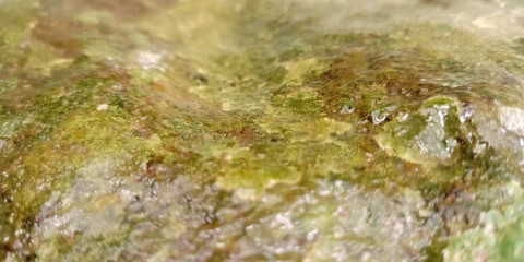 Vibrant Green Moss and Wet Rock Texture