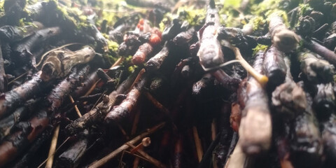 Forest Floor Macro Roots and Fungi