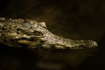 Close-up of a crocodile's head partially submerged in water, showcasing its textured skin and sharp features, highlighting the beauty of wildlife and nature's design