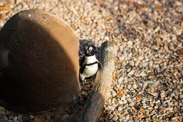 Рenguins are sitting next to a large rock and a wooden branch, surrounded by pebbles, showcasing their natural habitat and playful behavior