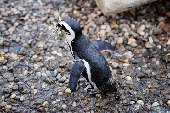 Penguin carrying nesting material in its beak, walking on rocky ground, showcasing natural behavior and habitat, emphasizing wildlife conservation and environmental awareness