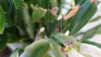 A Gossamer Thread in Winter's Garden: The Delicate Beauty of a Single Spider Silk Filament Suspended Amidst Budding Christmas Cactus Flowers