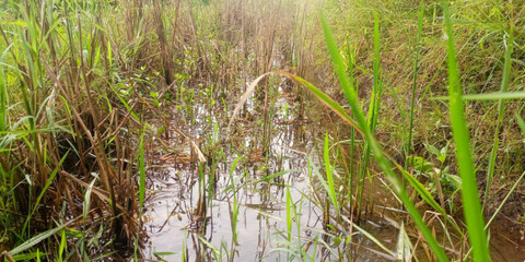 Wetland Grasses in Shallow Water