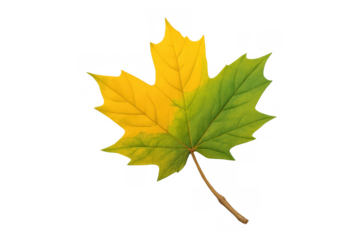 Maple leaf showing seasonal transition with green to yellow autumn colors on transparent background