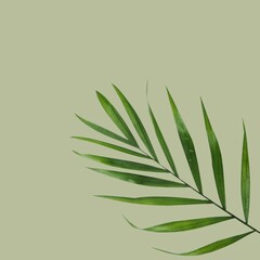 green leaf background, leafy background and textxure